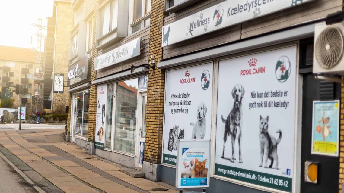 Skal din hund neutraliseres? Her er alt, du skal vide