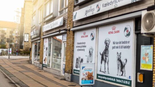 Skal din hund neutraliseres? Her er alt, du skal vide