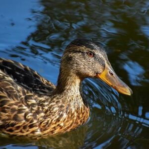 10 smarte tips til at knække krydsordskoderne