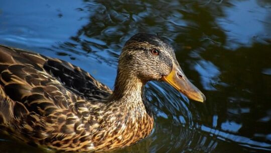 10 smarte tips til at knække krydsordskoderne