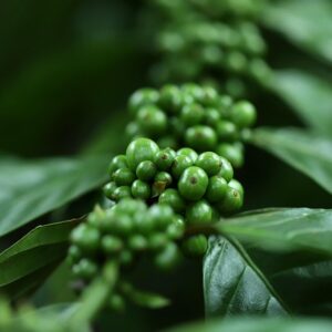 Fra mark til hue: Historien bag årets korn