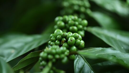 Fra mark til hue: Historien bag årets korn