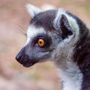 Die evolution des arbeitsspeichers: Von ddr1 bis ddr5