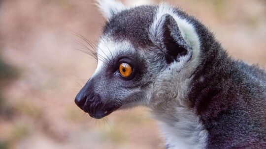 Die evolution des arbeitsspeichers: Von ddr1 bis ddr5