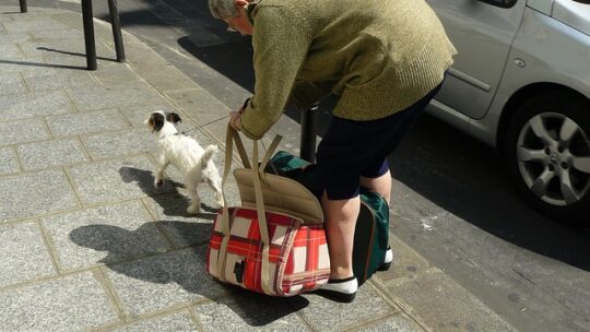 De bedste hundetasker til rejser med din pelsede ven