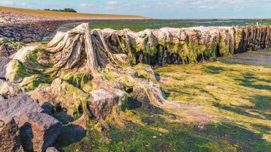 Miljøvenlig algebekæmpelse: Sådan beskytter du både hus og natur