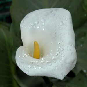 Originalt vs. Kompatibelt blæk til hp envy 4526: Hvad skal du vælge?