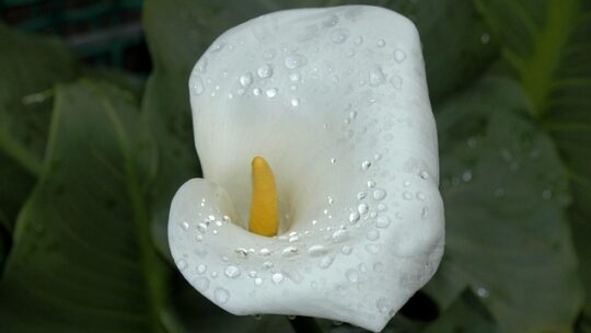 Originalt vs. Kompatibelt blæk til hp envy 4526: Hvad skal du vælge?