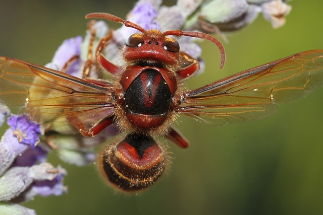 Fra fjende til føde: Hvepse og deres overraskende honningproduktion