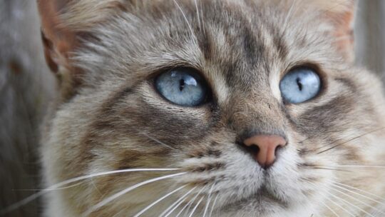 Allein zu hause? So gestalten sie die perfekte umgebung für ihre katze