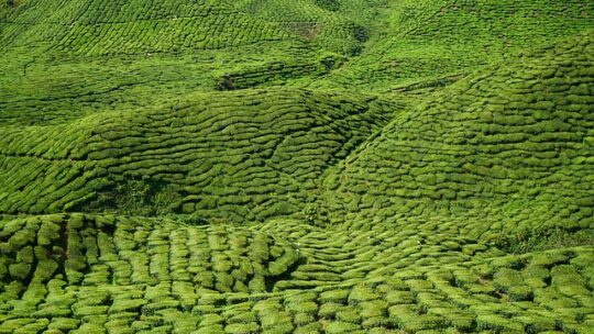 Gør kontoret grønnere med kunstige planter – tips og tricks